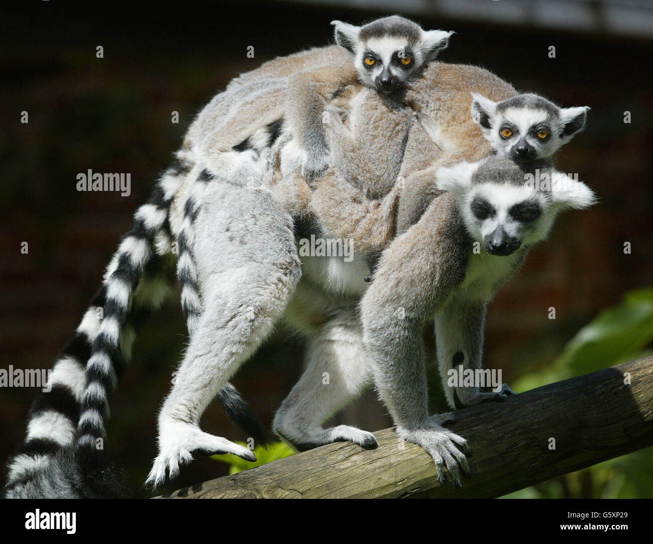 Two month-old twin ring-tailed lemurs get a lift from their mum around their enclosure at Marwell Zoo near Winchester where staff have managed to produce five young this year from three females; Claire, Glenys, and Martini. * Keepers at the zoo have been trying to breed the primates since 1996 when a new male called Genou was brought from Zurich Zoo in Switzerland. They are officially a vulnerable species due to destruction of their habitat in their native Madagascar. Stock Photo