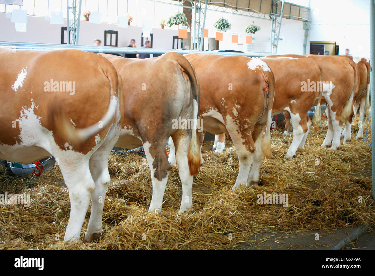 the animals farm - cows in feeding Stock Photo - Alamy