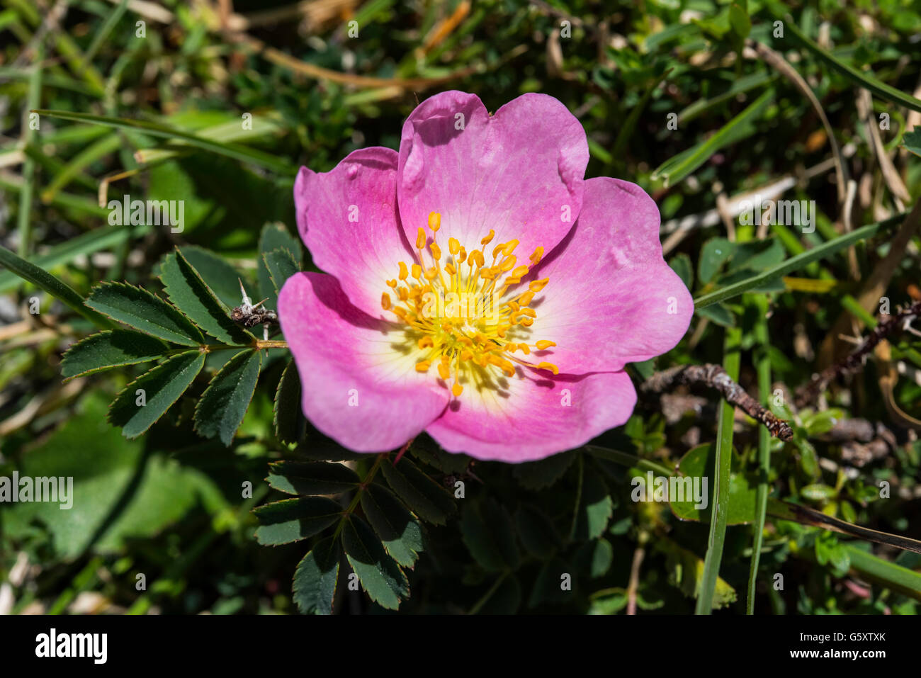 Pink rose hires stock photography and images Alamy