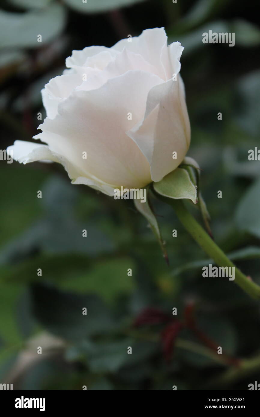 White rose, scented, British flower, summer time, summer flower Stock Photo