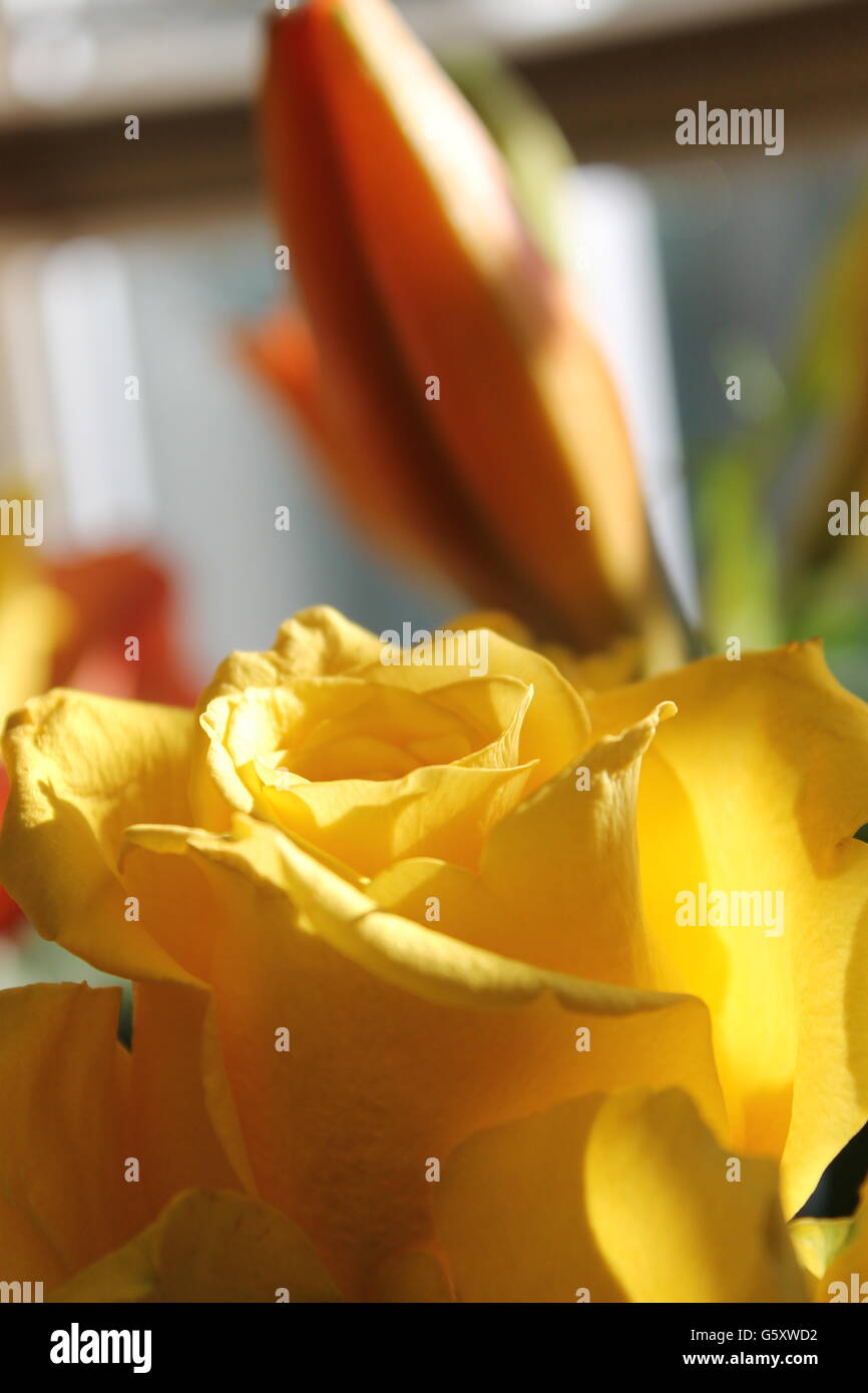 Yellow rose, summer flower, gardening, Hampshire, British flower Stock