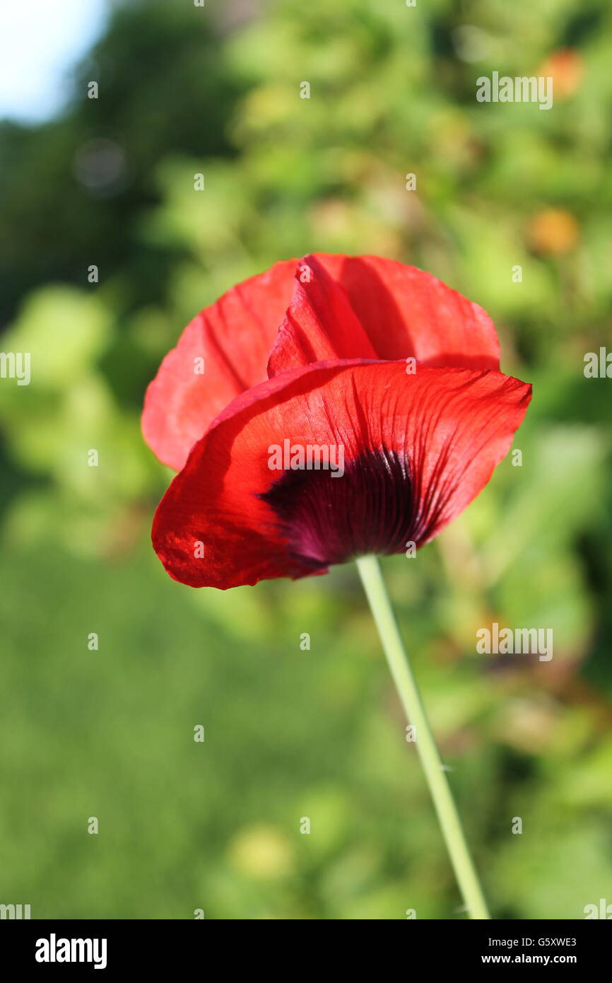 Poppy, summer flower, gardening, Hampshire, British flower Stock Photo