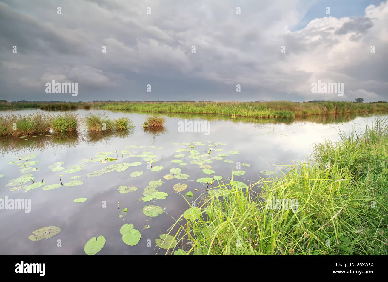 wild pond with water lily flowers in summer Stock Photo