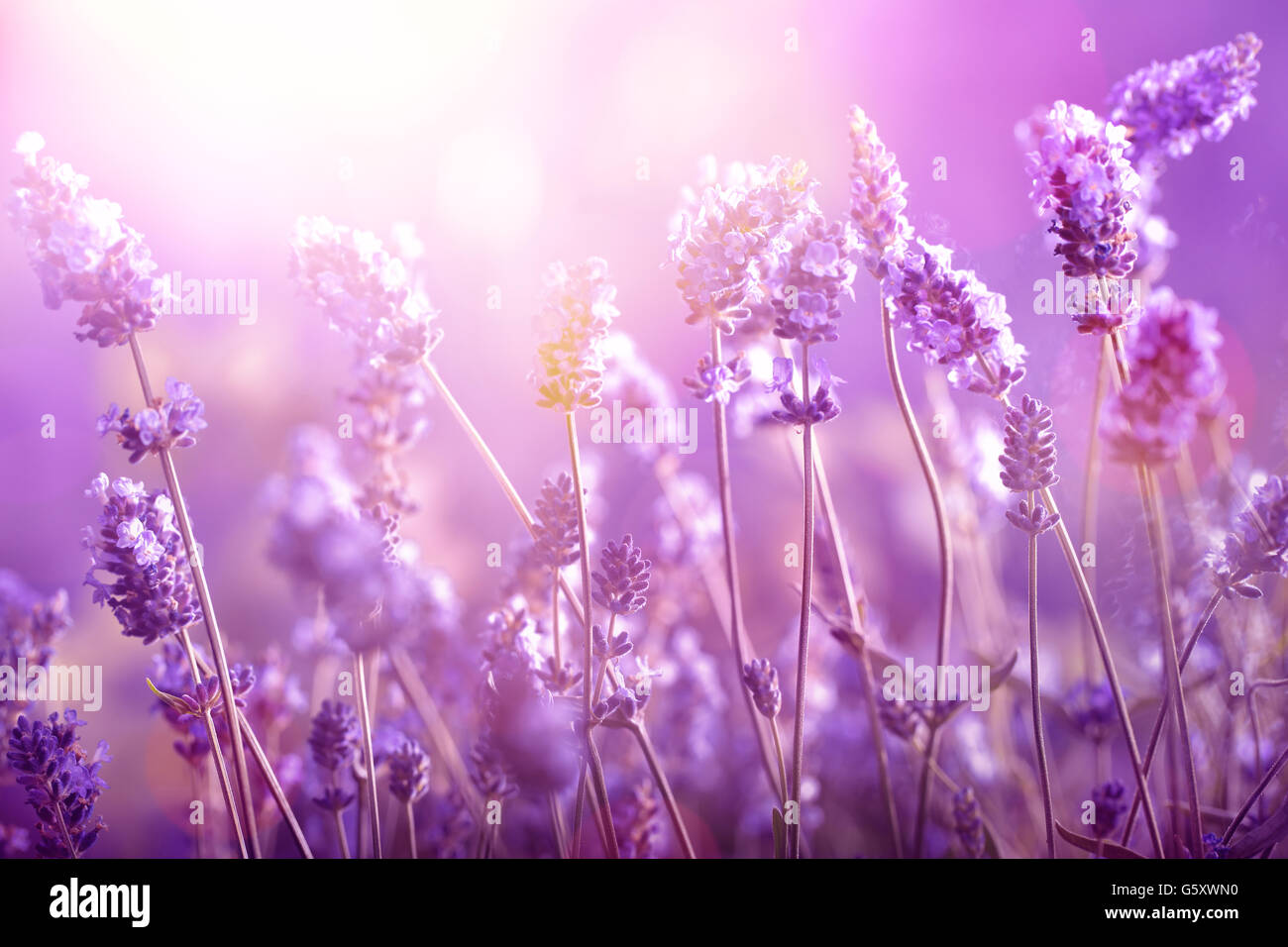 Lavender field in sunlight Stock Photo