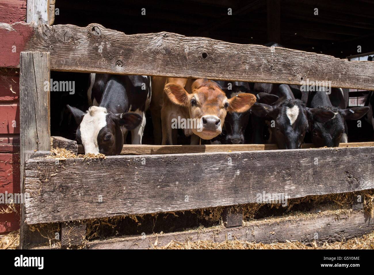 Farm in Catskill NY Stock Photo Alamy