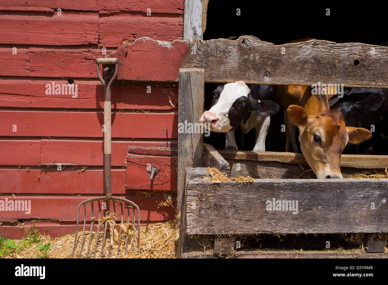 Cows on a farm in Catskill NY Stock Photo Alamy