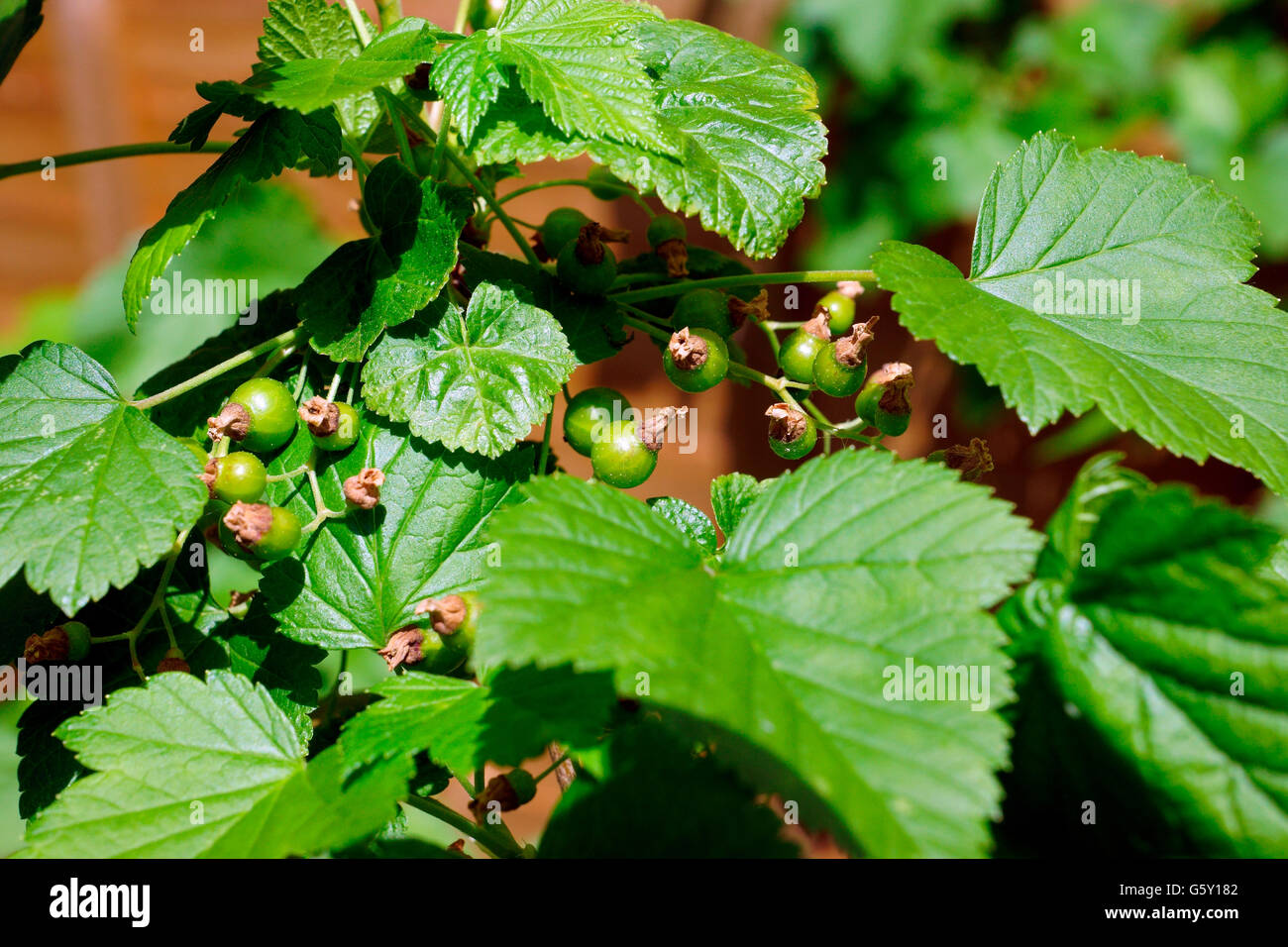 BLACK CURRANT RIPENING Stock Photo