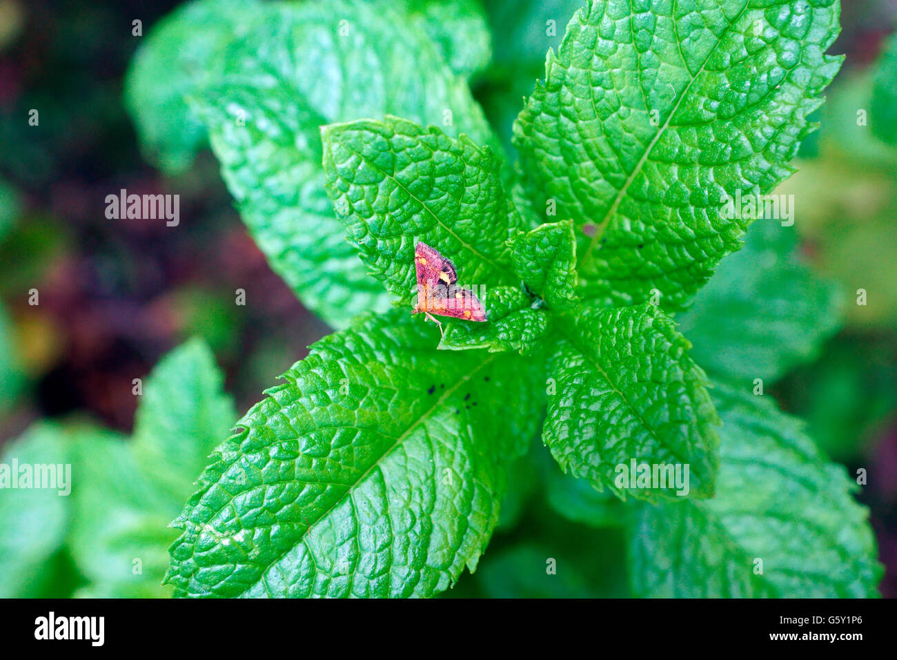Smells of mint hi-res stock photography and images - Alamy