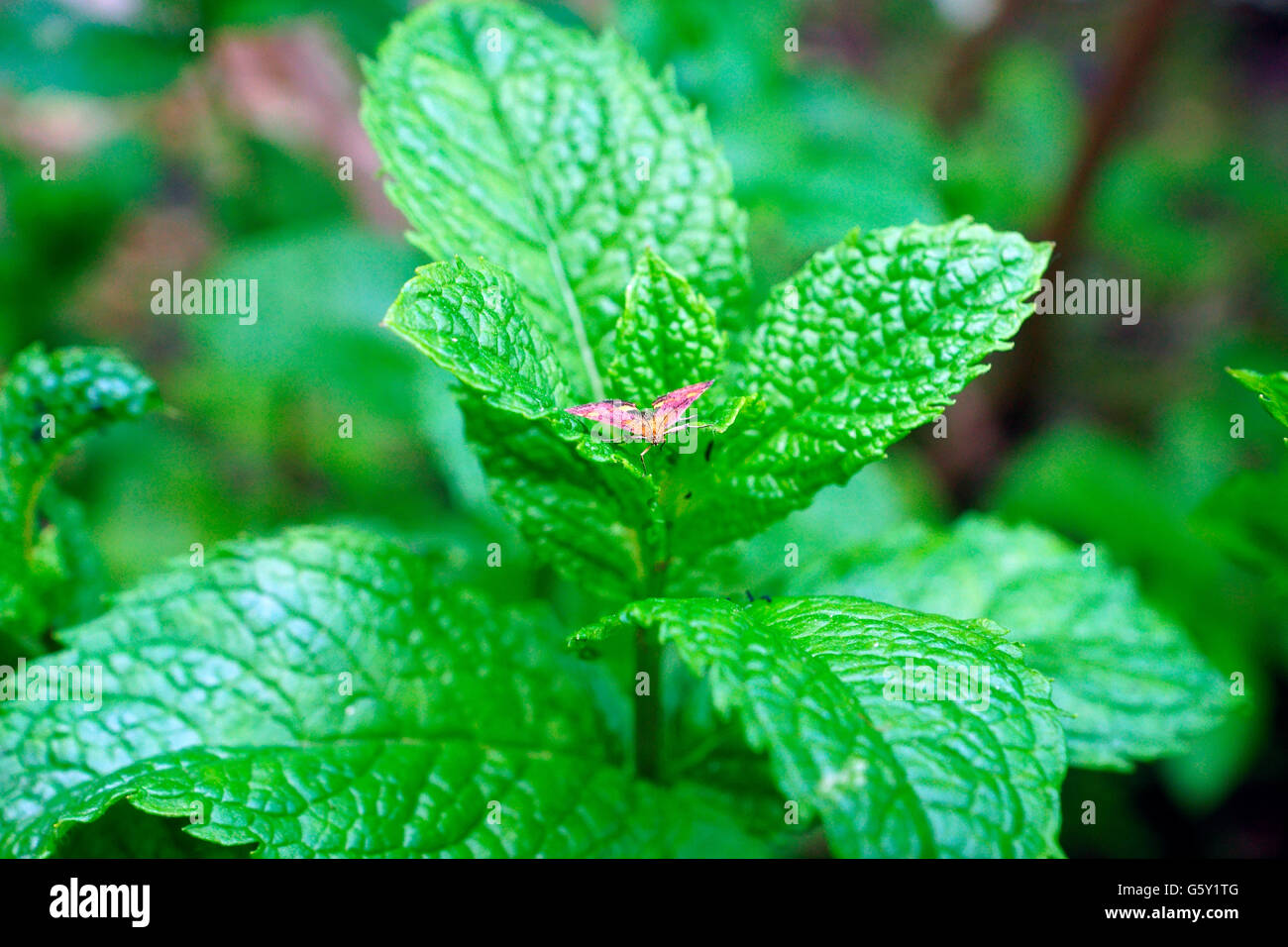 Smells of mint hi-res stock photography and images - Alamy