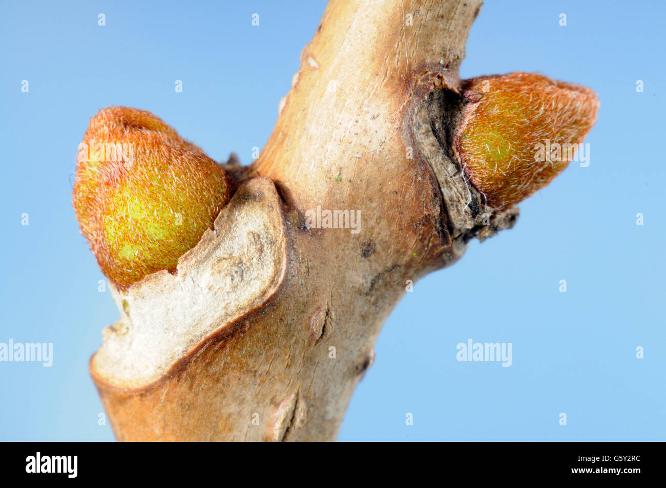 Amur cork tree, but / (Phellodendron amurense Stock Photo Alamy