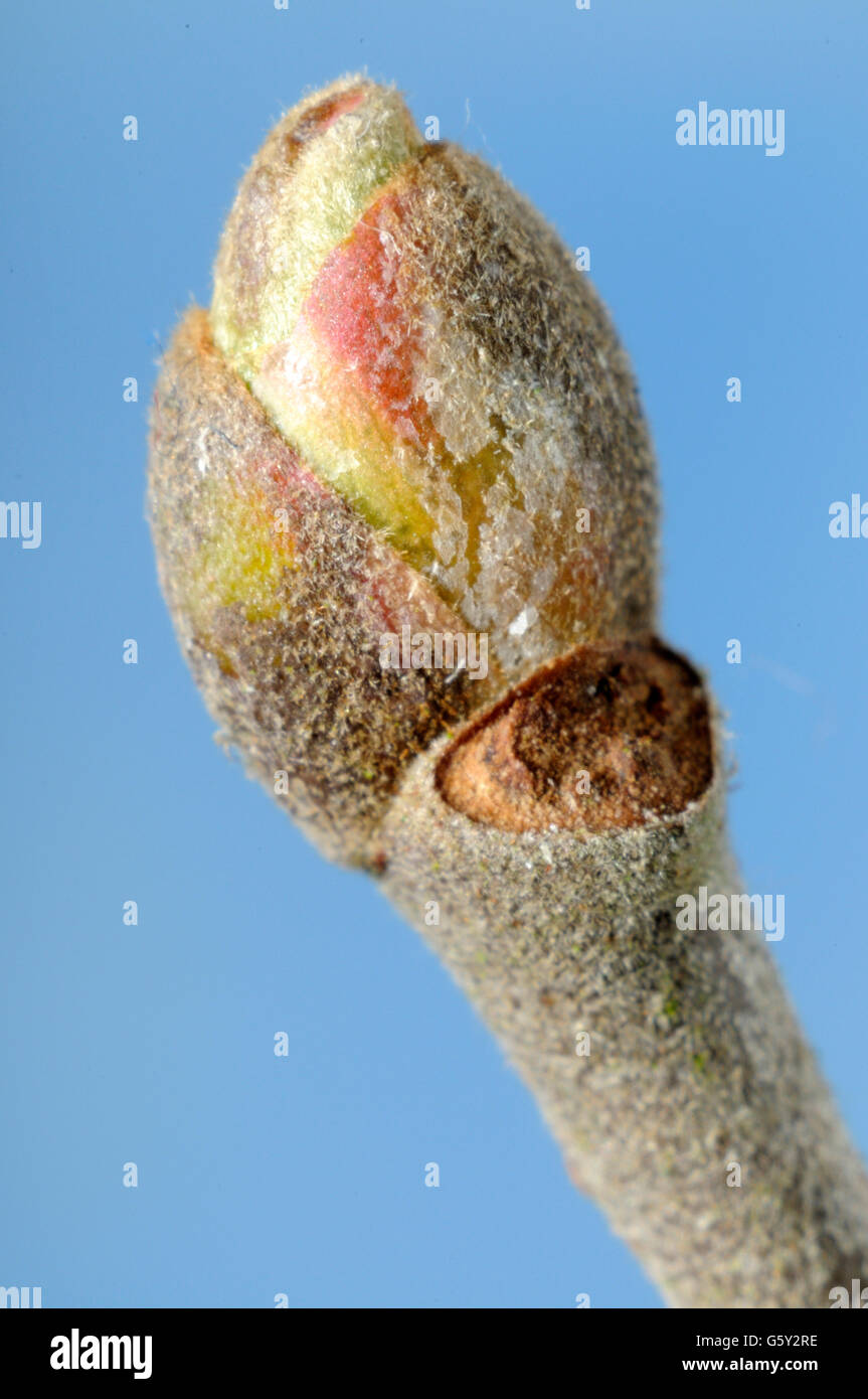Weeping silver linden, pendant silver linden, but / (Tilia petiolaris) Stock Photo