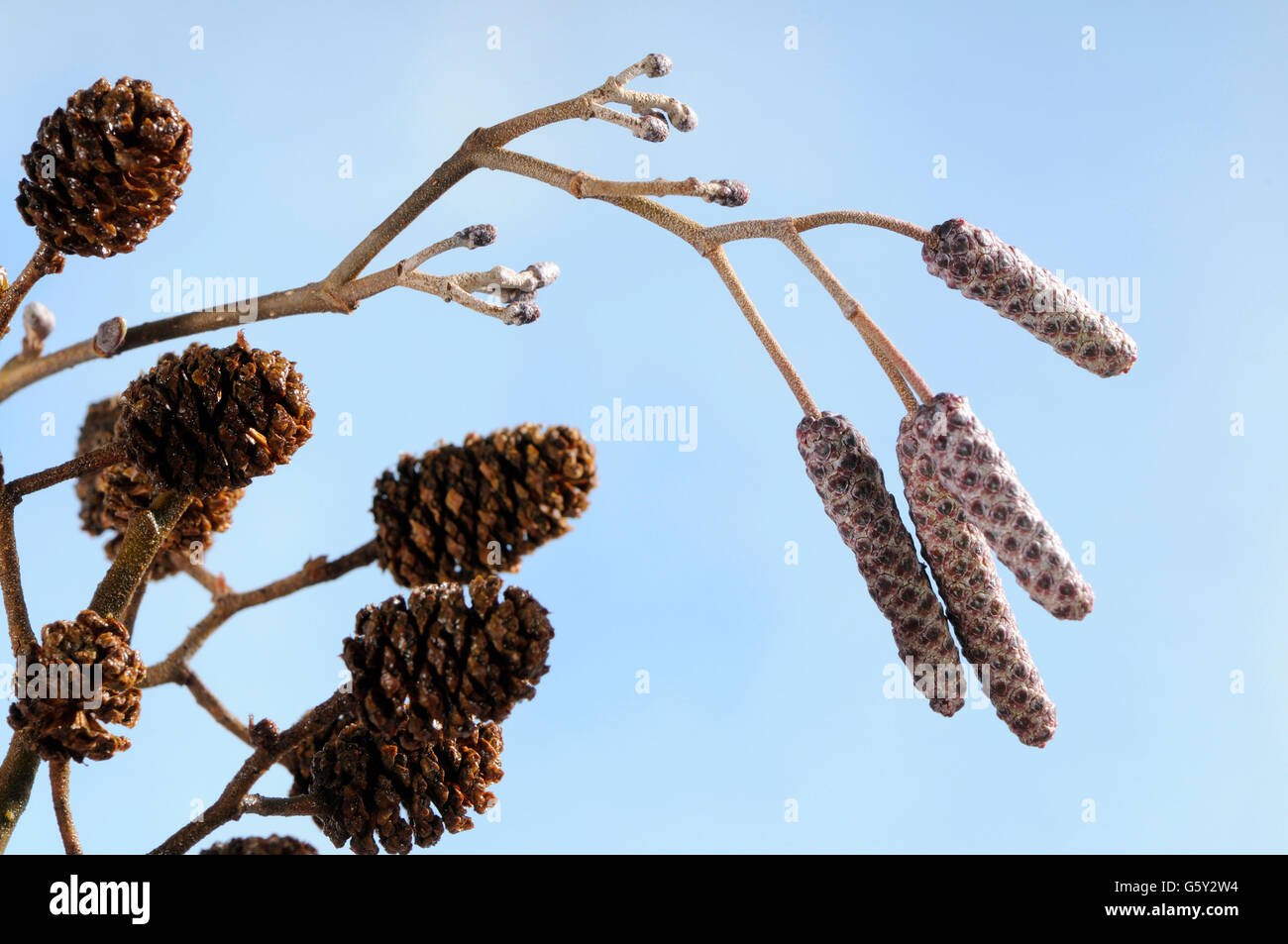 Black alder, European alder, common alder, inflorescences / (Alnus ...