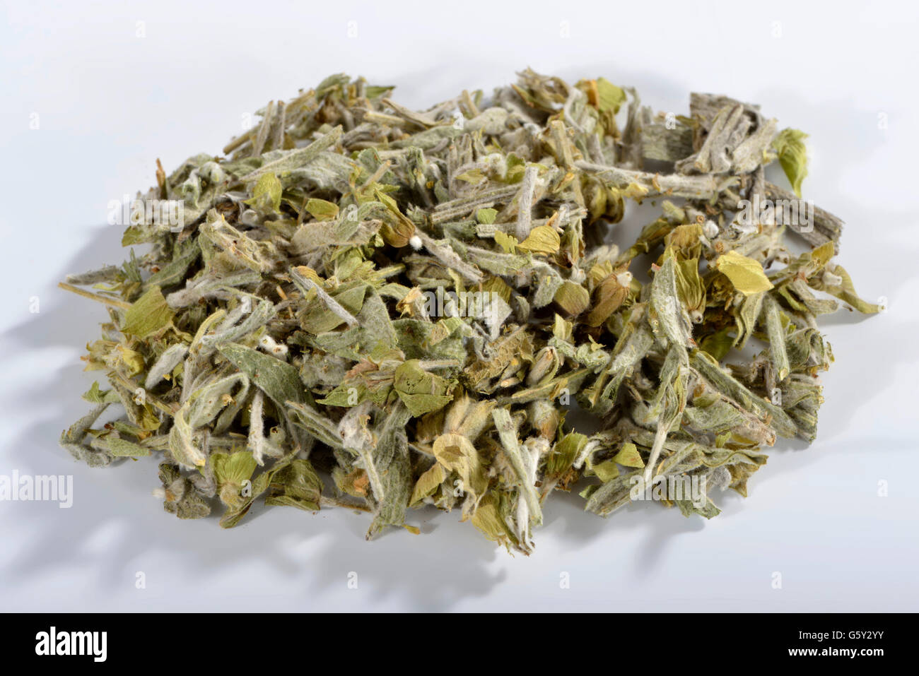 Greek mountain tea / (Sideritis syriaca) / ironwort, mountain tea ...