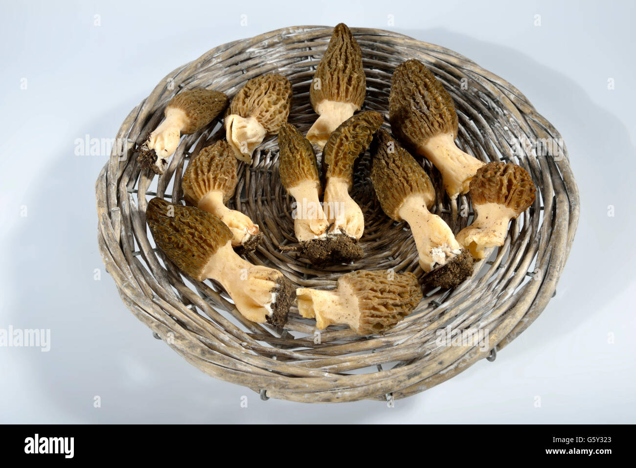 Black morel / (Morchella conica Stock Photo Alamy