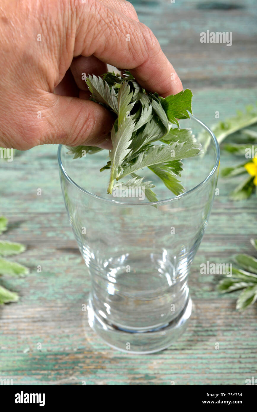 Production silverweed milk, silverweed herb / (Anserinae herba, Potentilla anserina, Argentina vulgaris, Fragaria anserina) Stock Photo