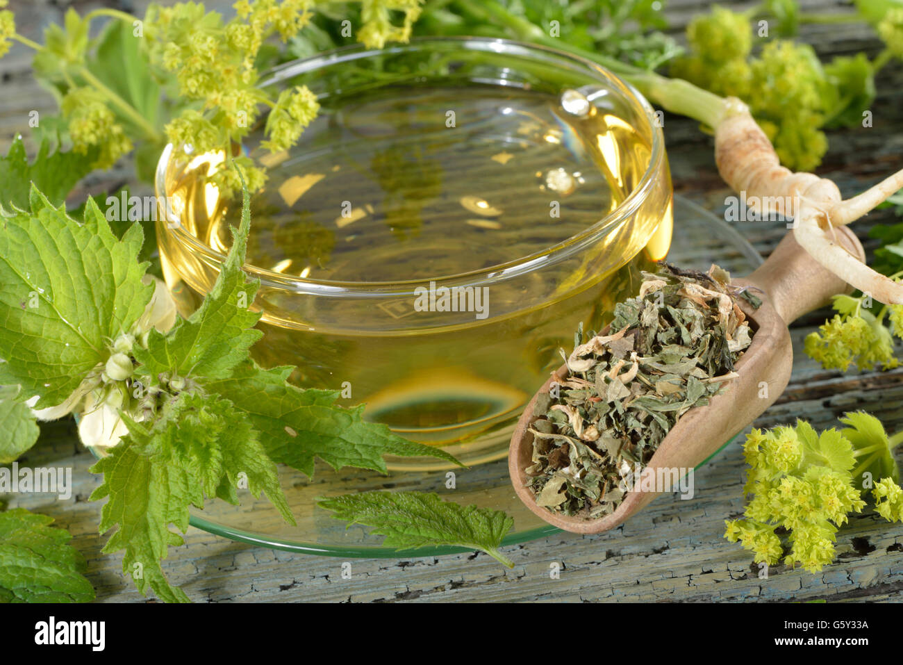 Menopause tea, alchemilla, lady’s mantle, parsley root, white dead nettle, archangel, balm / (Alchemilla vulgaris, petroselinum crispum, lamium album,  melissa officinalis) Stock Photo