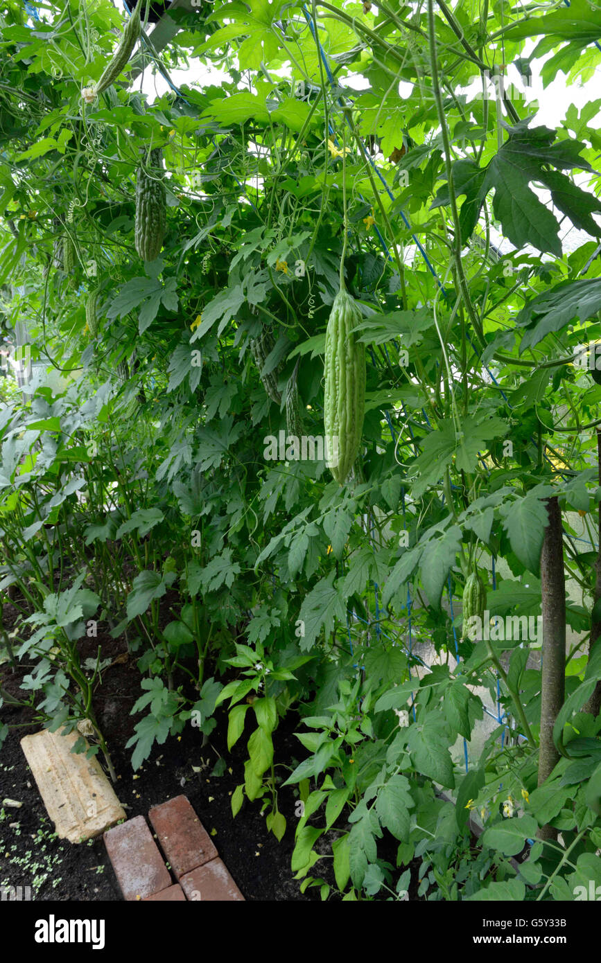 Bitter melon / (Momordica charantia) / bitter melon, bitter gourd