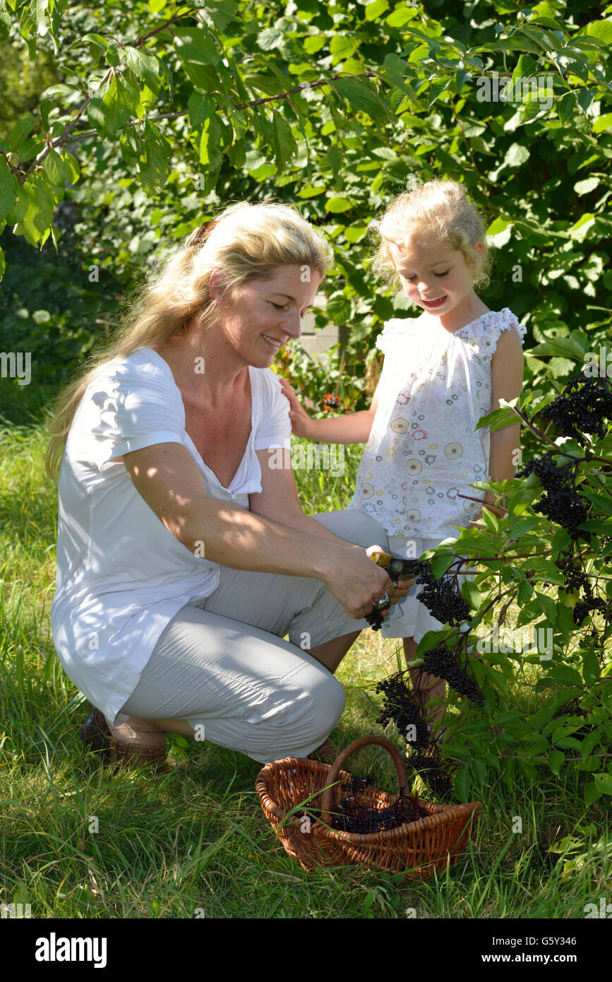 Woman and harvesting elderberries, Elder, elderberry / (Sambucus nigra, Sambuci fructus) Stock Photo