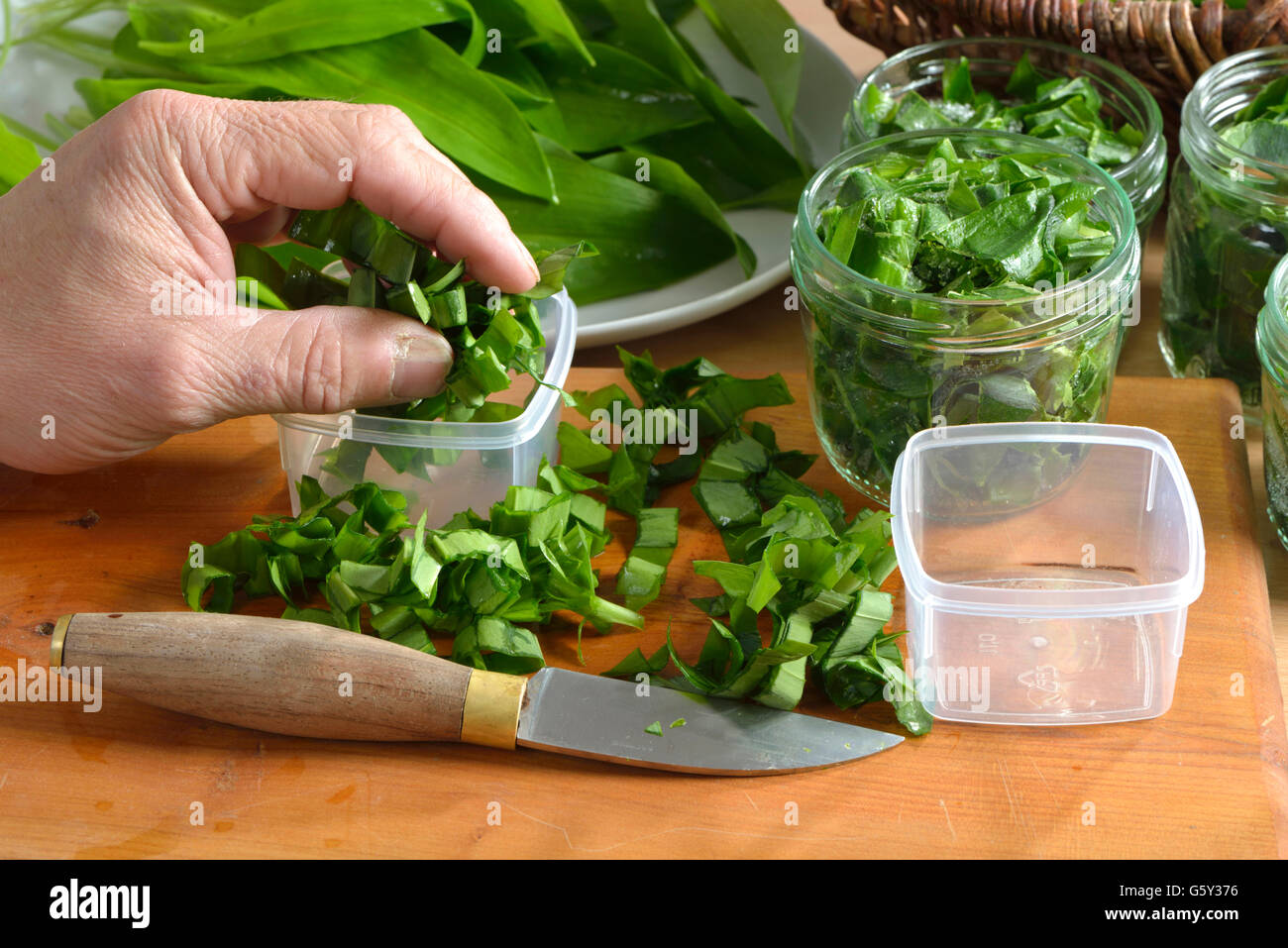 Preparations to freeze ramson / (Allium ursinum) / Ramsons herb Stock Photo