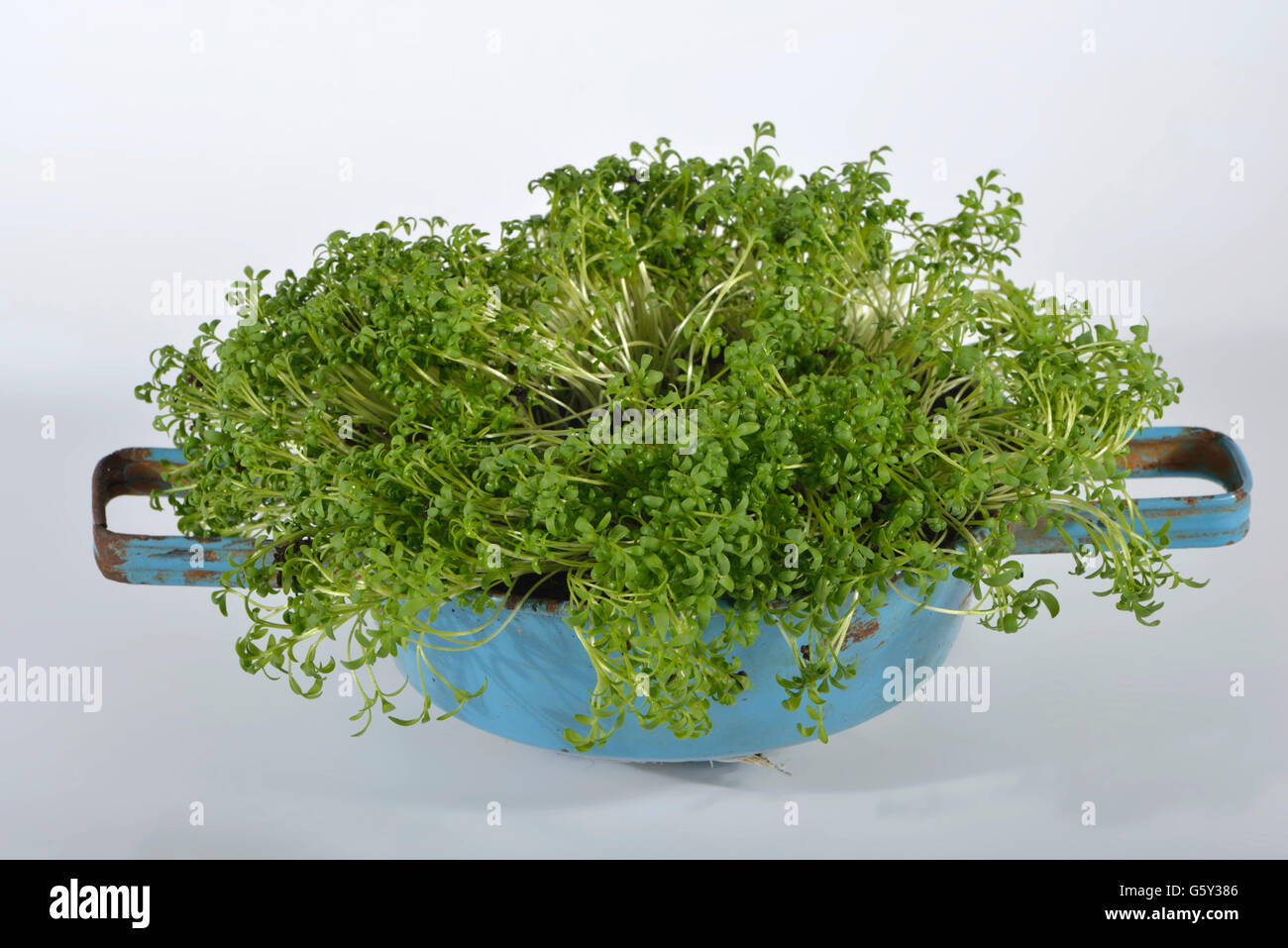 Garden cress / (Lepidium sativum) Stock Photo