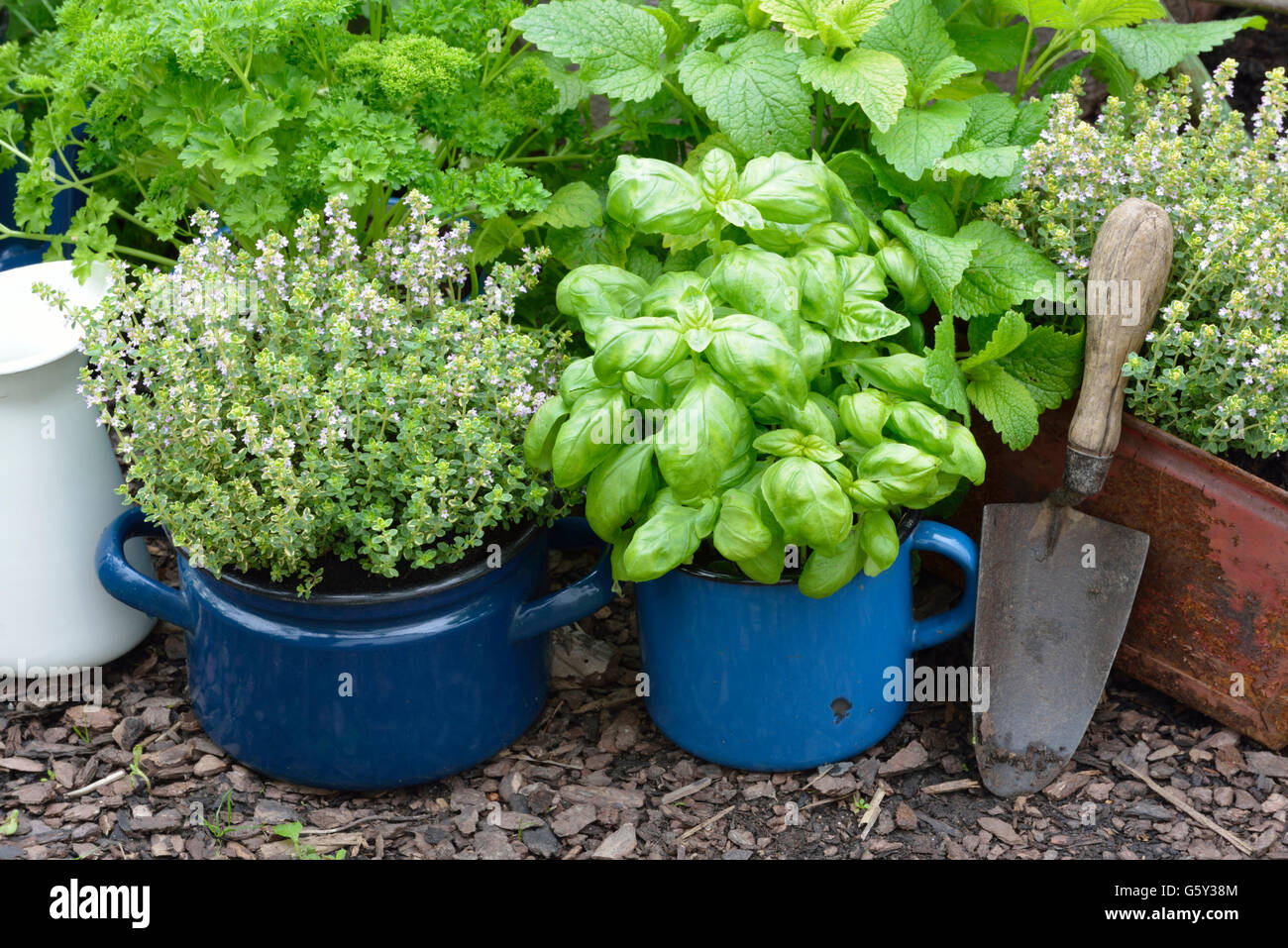 Different herbs in old bowls and cups, parsley, basil, thyme, garden cress / (Lepidium sativum), (Thymus vulgaris), (Ocimum basilicum), (Petroselinum crispum) Stock Photo