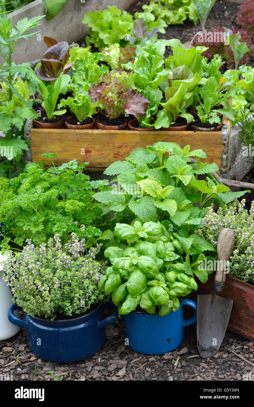 Different herbs in old bowls and cups, parsley, basil, thyme, garden cress / (Lepidium sativum), (Thymus vulgaris), (Ocimum basilicum), (Petroselinum crispum) Stock Photo