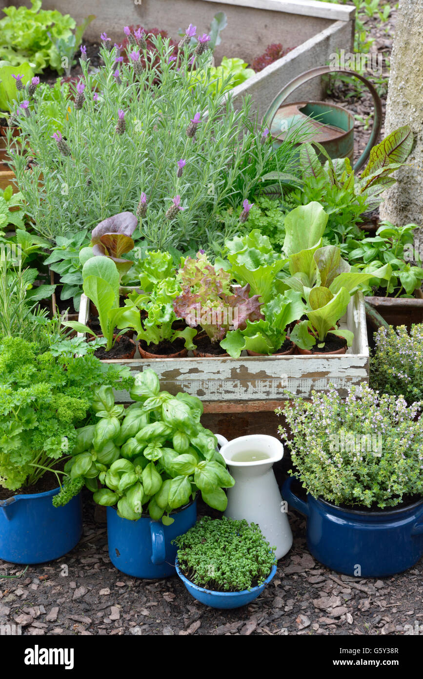 Different herbs in old bowls and cups, parsley, basil, thyme, garden cress / (Lepidium sativum), (Thymus vulgaris), (Ocimum basilicum), (Petroselinum crispum) Stock Photo