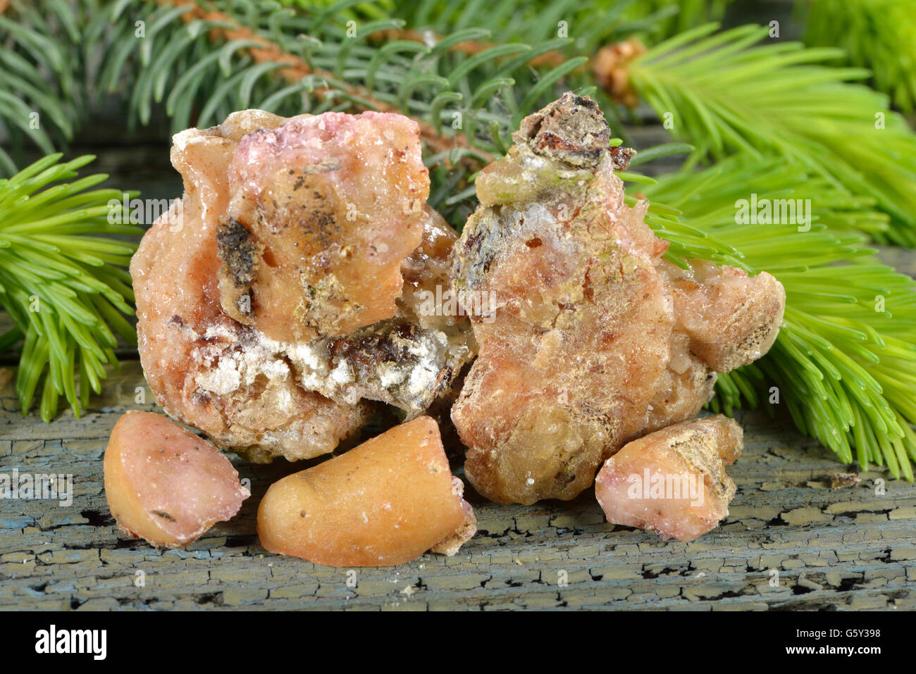 Spruce resin / (Picea abies) Stock Photo