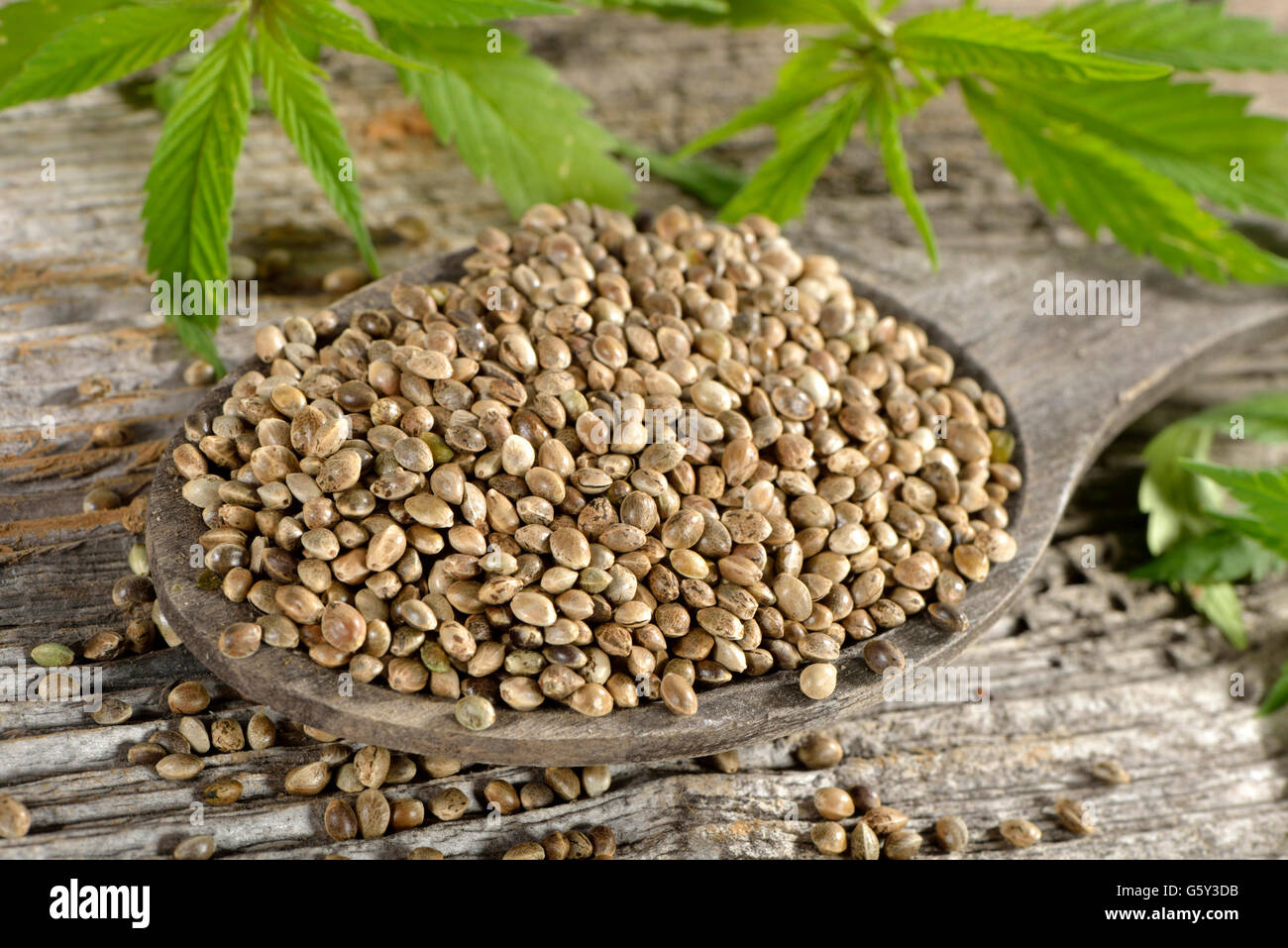 Common hemp, seed Stock Photo