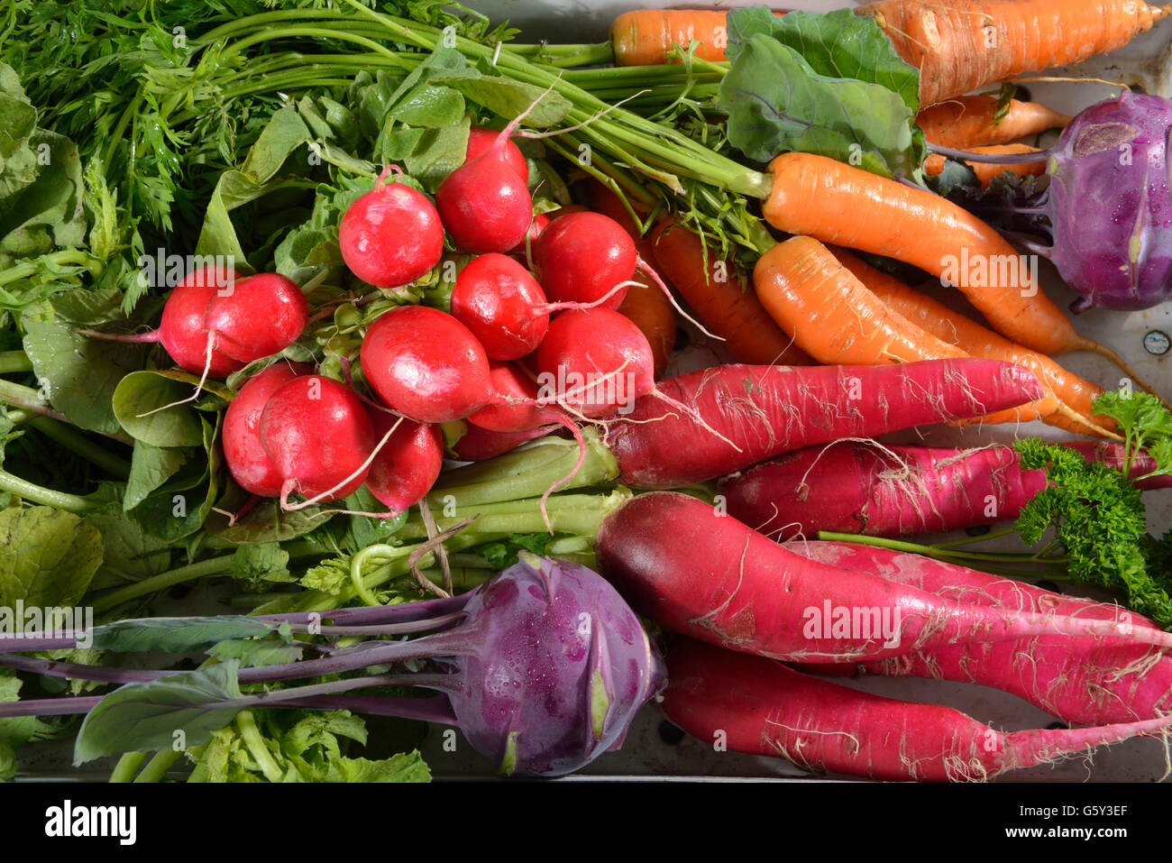 Carrot's, radish, red radish, German turnip, turnip cabbage / (Daucus carota), (Raphanus sativus var. sativus), (Brassica oleracea var. gongylodes) Stock Photo