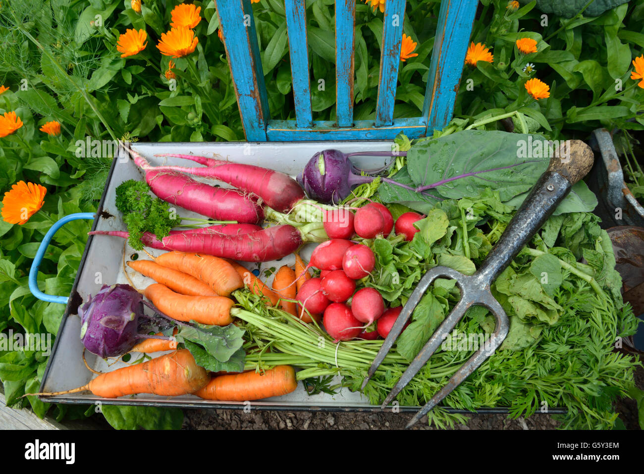 Carrot's, radish, red radish, German turnip, turnip cabbage / (Daucus carota), (Raphanus sativus var. sativus), (Brassica oleracea var. gongylodes) Stock Photo