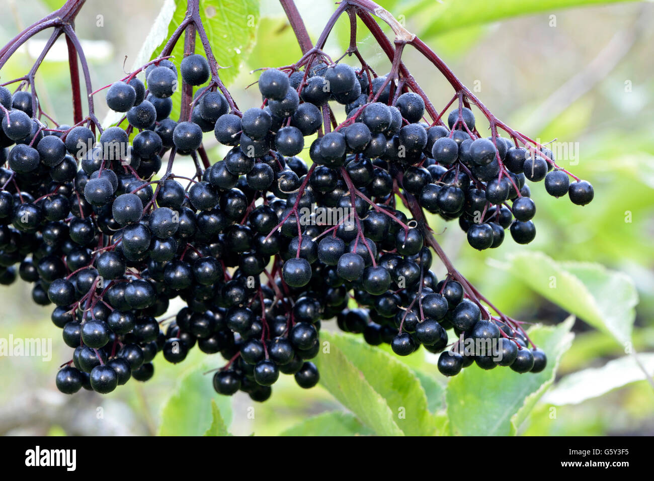 Elder berries / (Sambucus nigra) / Elder, Elderberry, Black Elder, European Elder Stock Photo