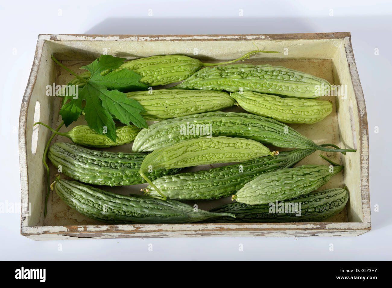 Bitter melon / (Momordica charantia) / bitter gourd, bitter squash