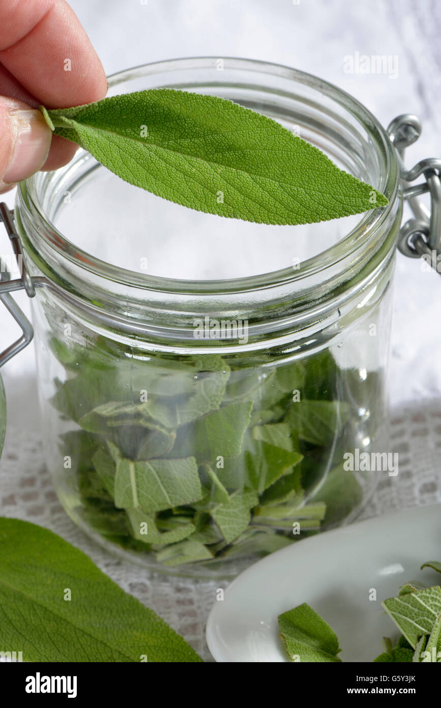 Sage milk, sage leaves and buttermilk / (Salviae officinalis