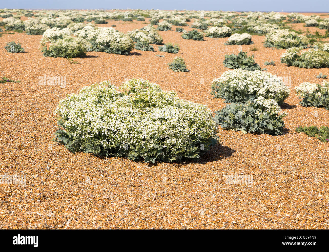 Crambe maritima plant, Sea Kale, in flower on beach at Shingle Street ...