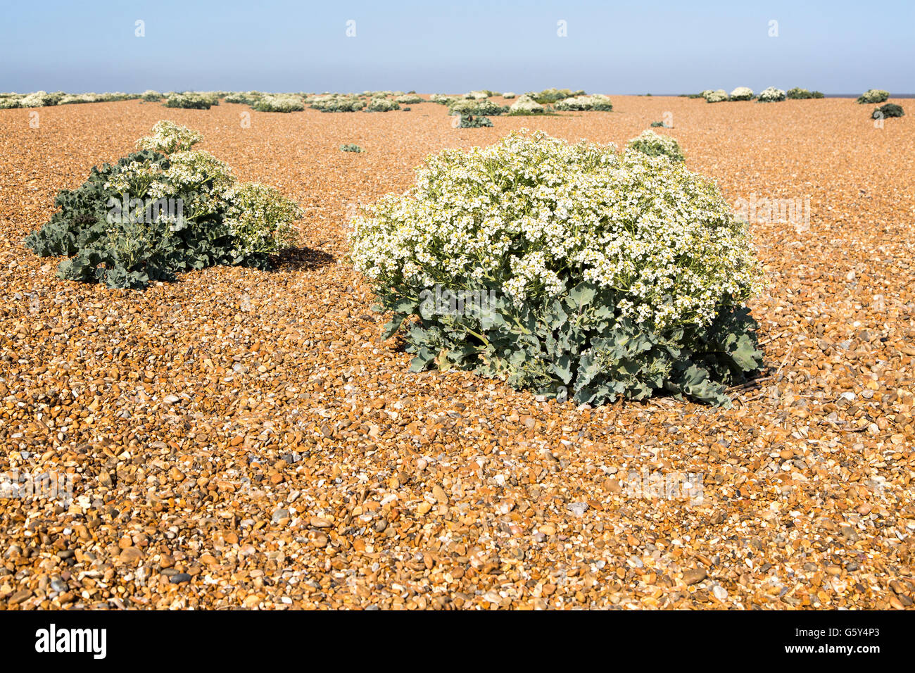 Crambe maritima plant, Sea Kale, in flower on beach at Shingle Street ...