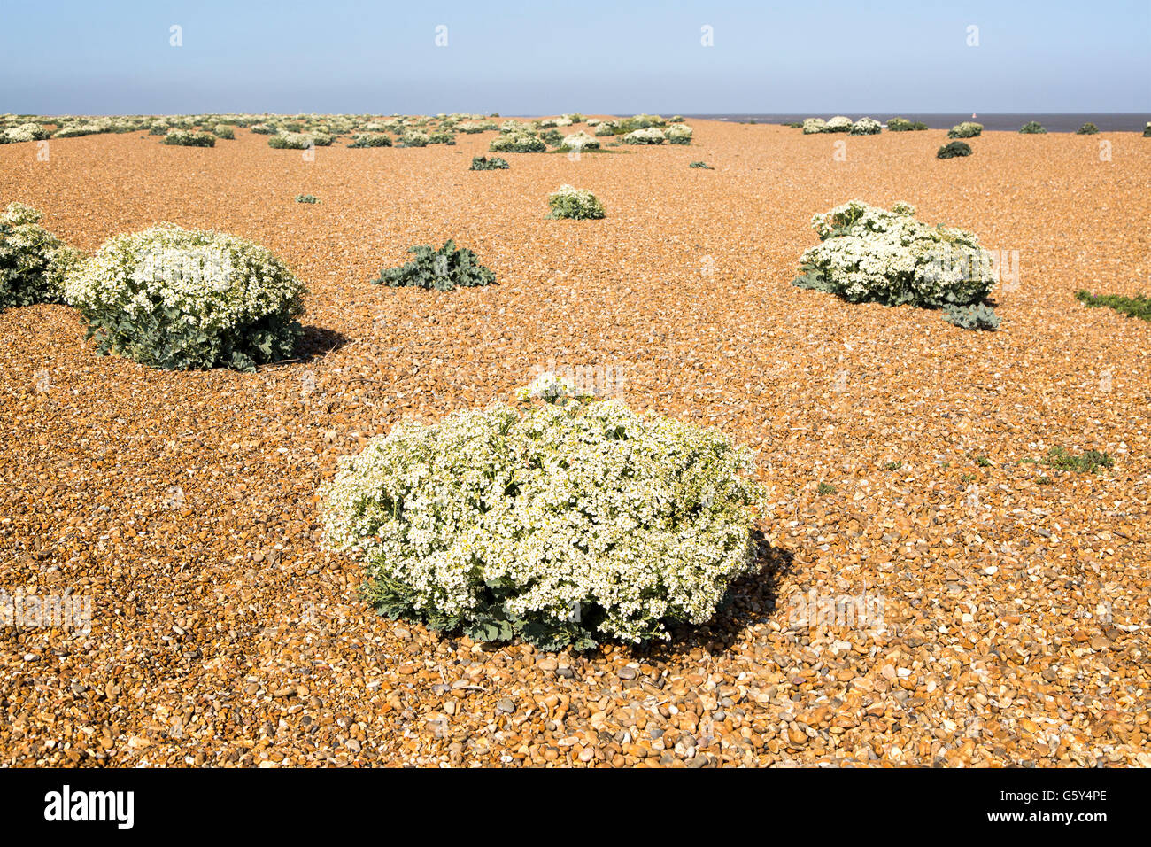 Crambe maritima plant, Sea Kale, in flower on beach at Shingle Street ...