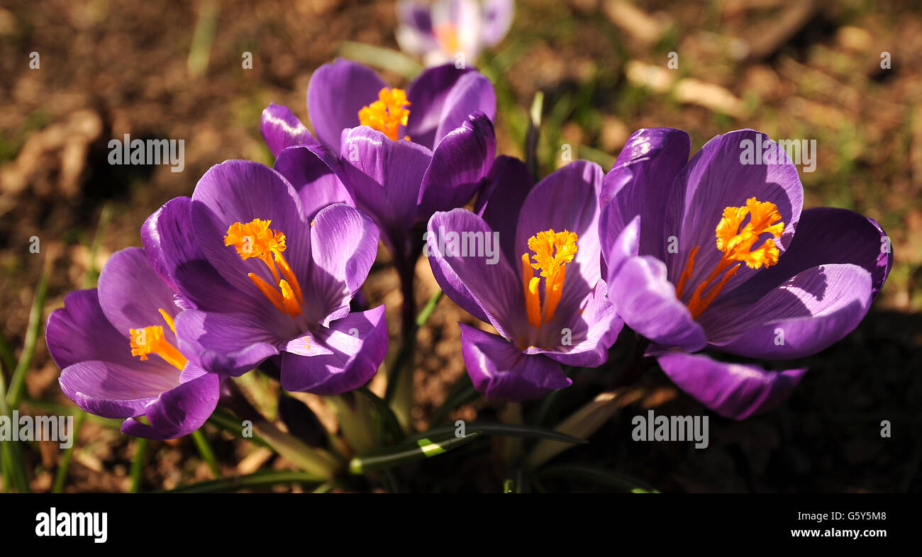 Spring weather March 5th. Crocuses in bloom in Basingstoke, Hampshire. Stock Photo