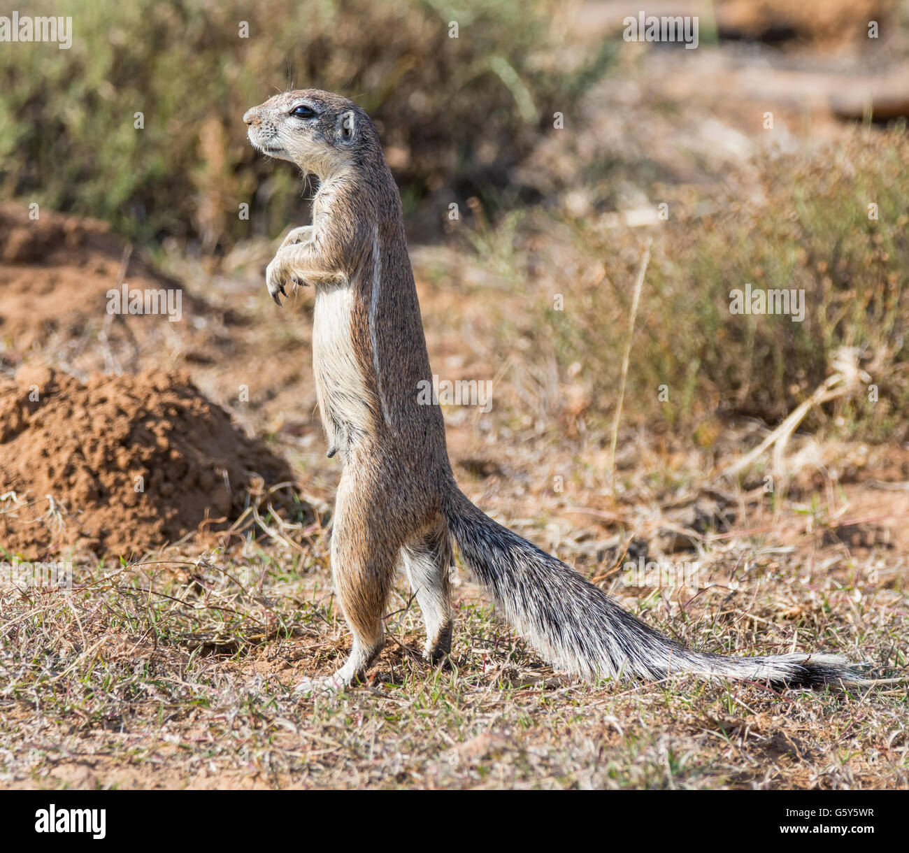An African Ground Squirrel forages in grassland in Southern Africa Stock Photo
