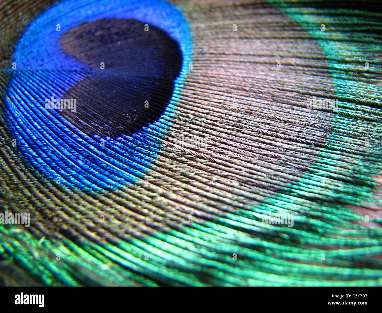 Peacock feather background Stock Photo