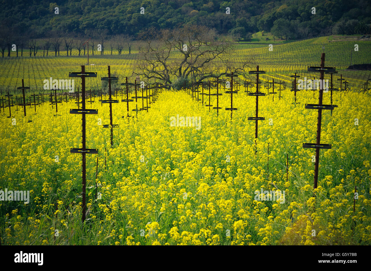 Napa Mustard Flowers Stock Photo Alamy