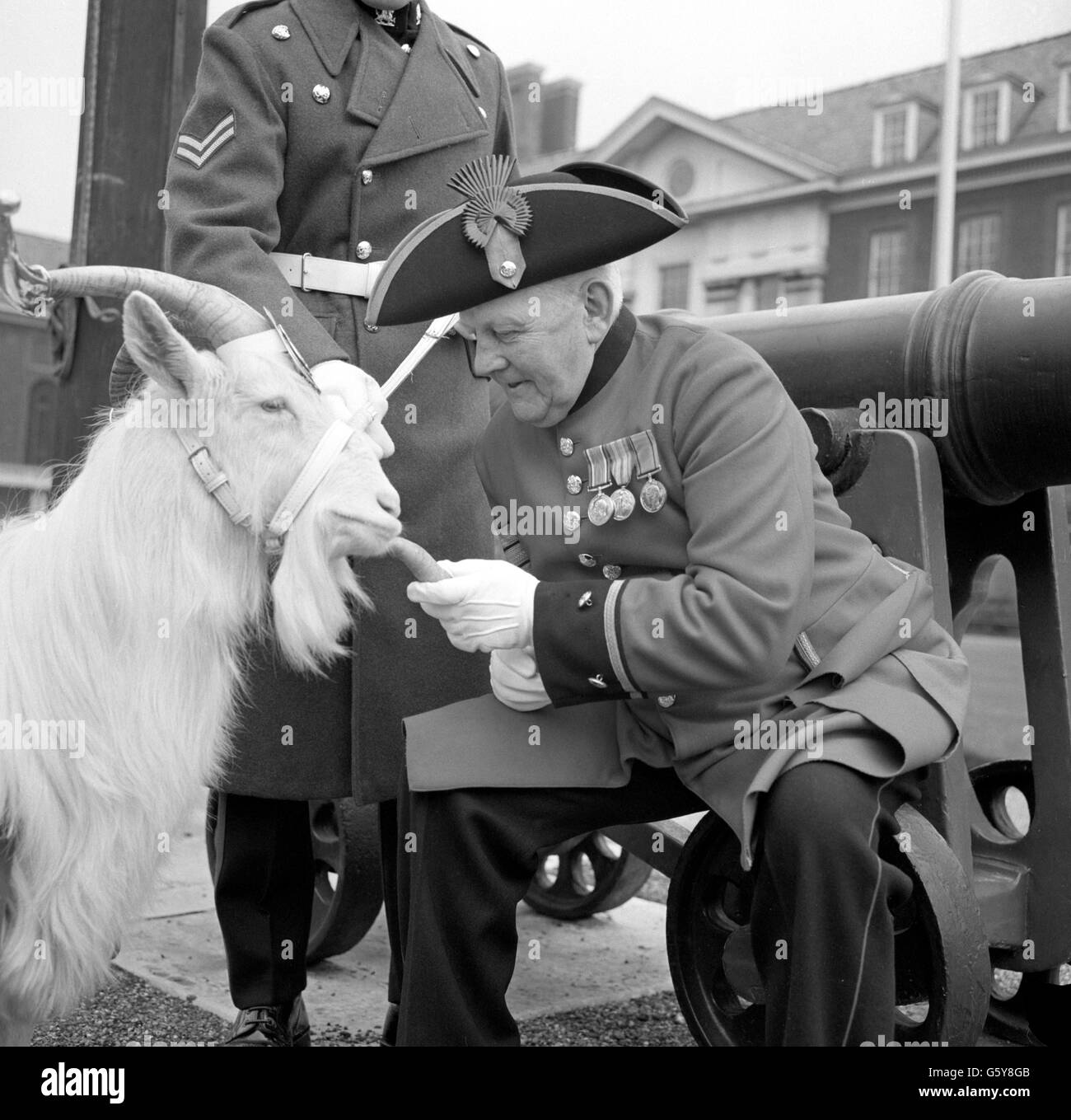 First World War veteran Chelsea Pensioner Ernest Vaughan, 69, gives Gwilym Jenkins, goat mascot of the 1st Battalion of the Welch Regiment, a celebration carrot at the Royal Hospital, Chelsea, London. Stock Photo