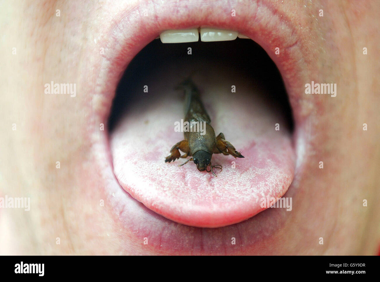 Man eats a Mole Cricket Edible insects Stock Photo Alamy