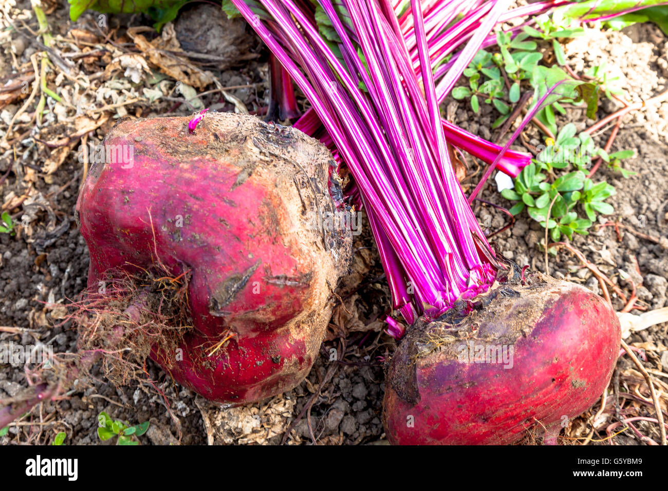 Composition of sugar beets on a soil background Stock Photo Alamy