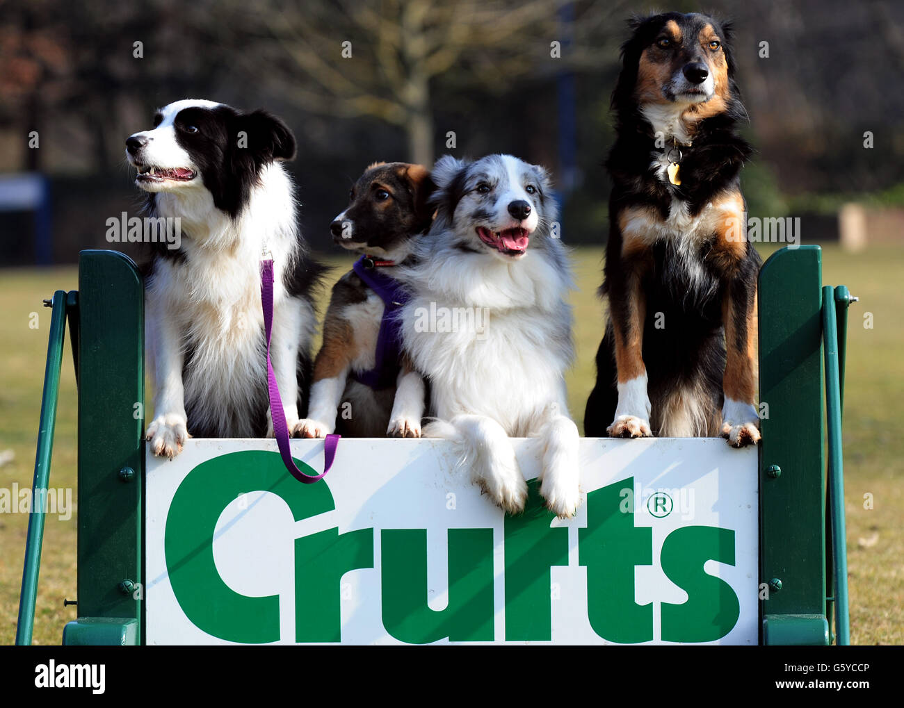 Puppie Tiff (second left) with other special rescue dogs, (left - right) Holly, Frostie and Jimmy, all rehomed by Kennel Club Breed Rescue organisation, Valgrays Border Collie Rescue, and are taking part in the rescue dog agility at Crufts 2013 at NEC, Birmingham. Stock Photo