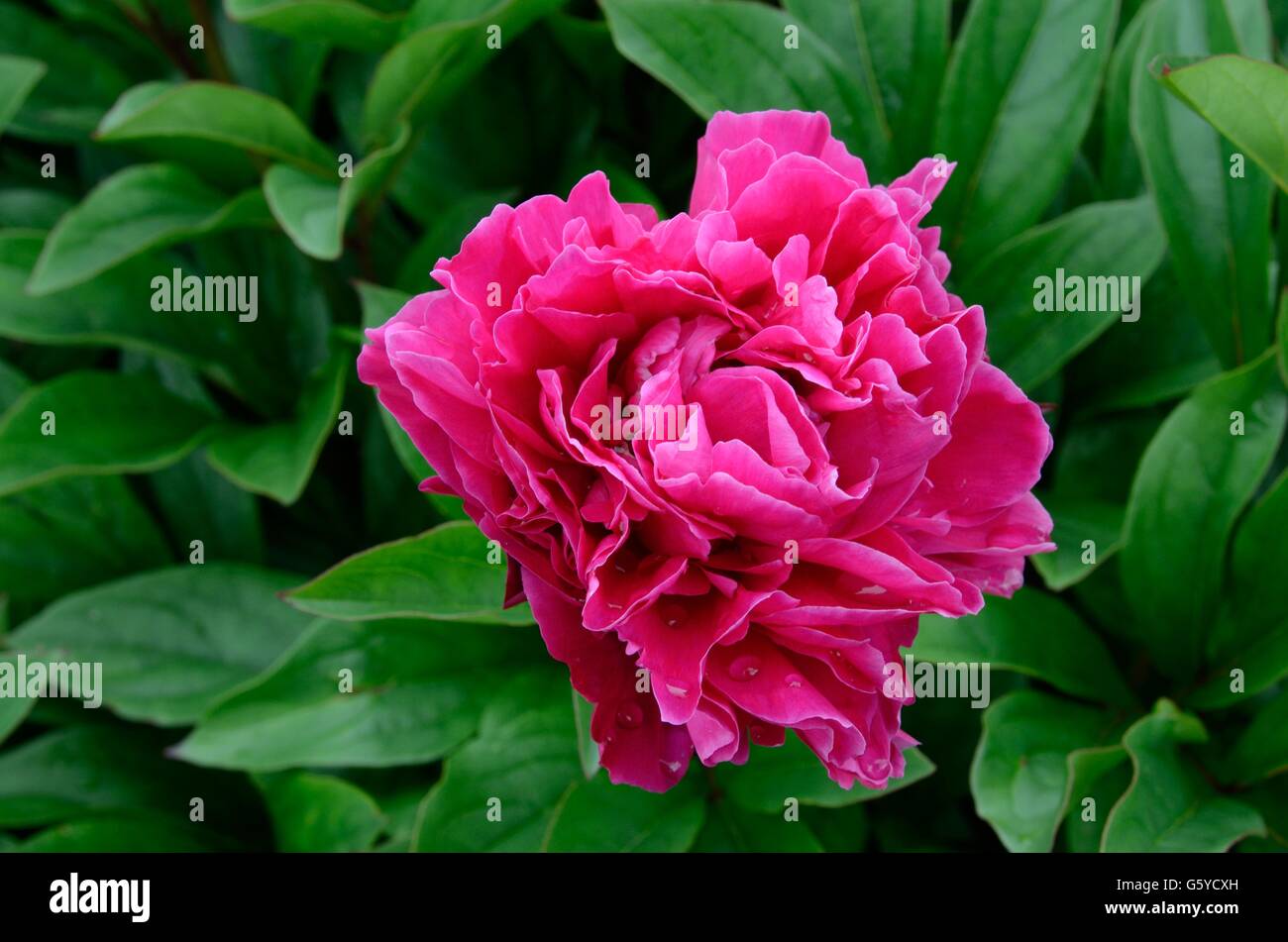 Paeonia lactiflara Agida pink Peony flower Stock Photo