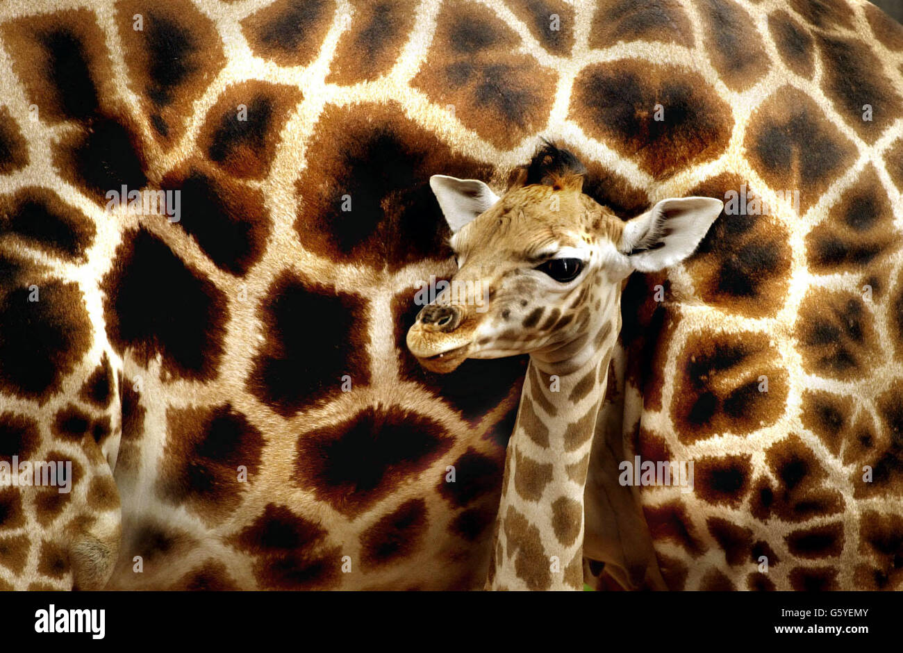 Giraffe feet hi-res stock photography and images - Alamy