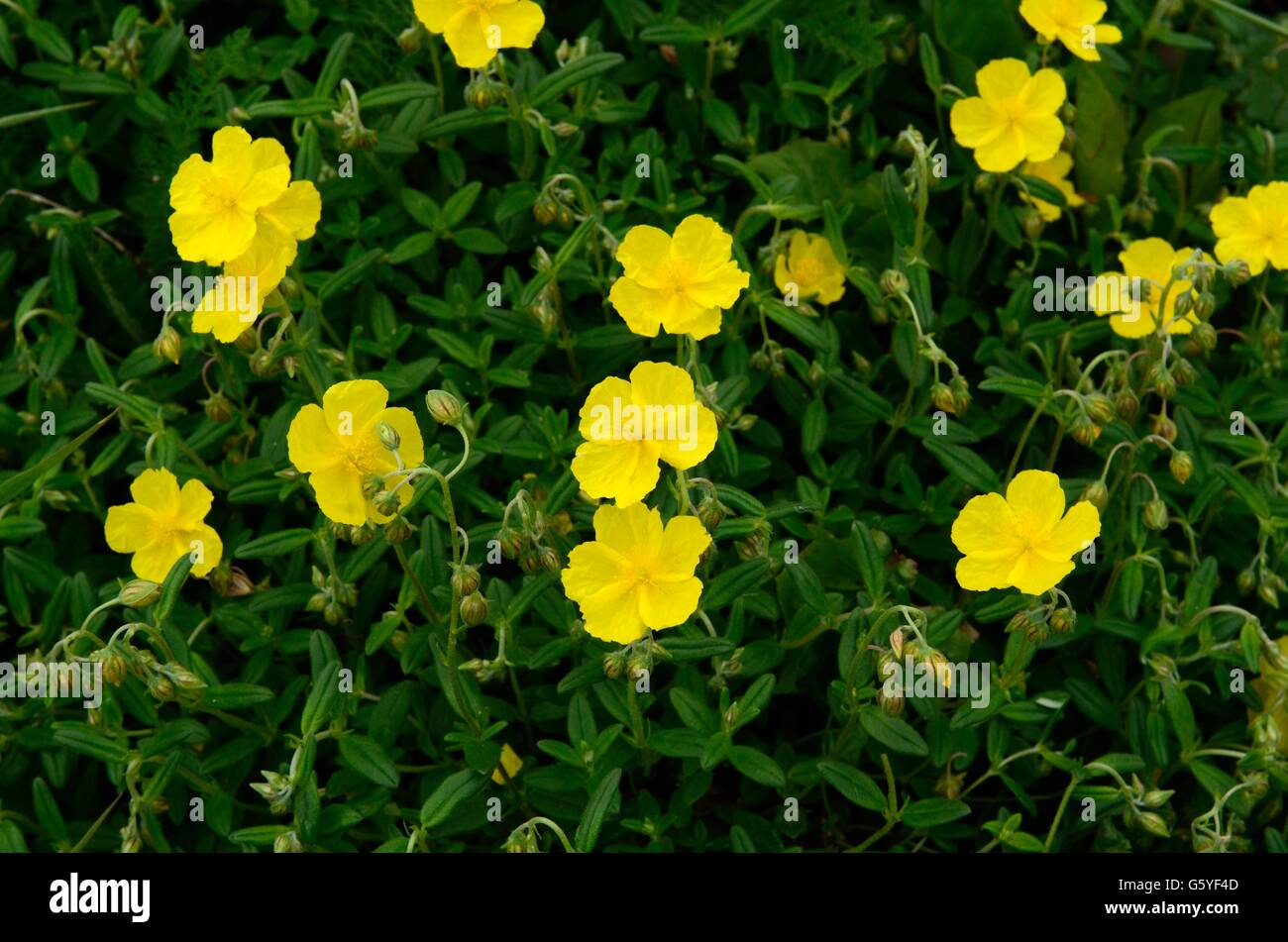 yellow flowering common rockrose Helianthemum nummularium Stock Photo