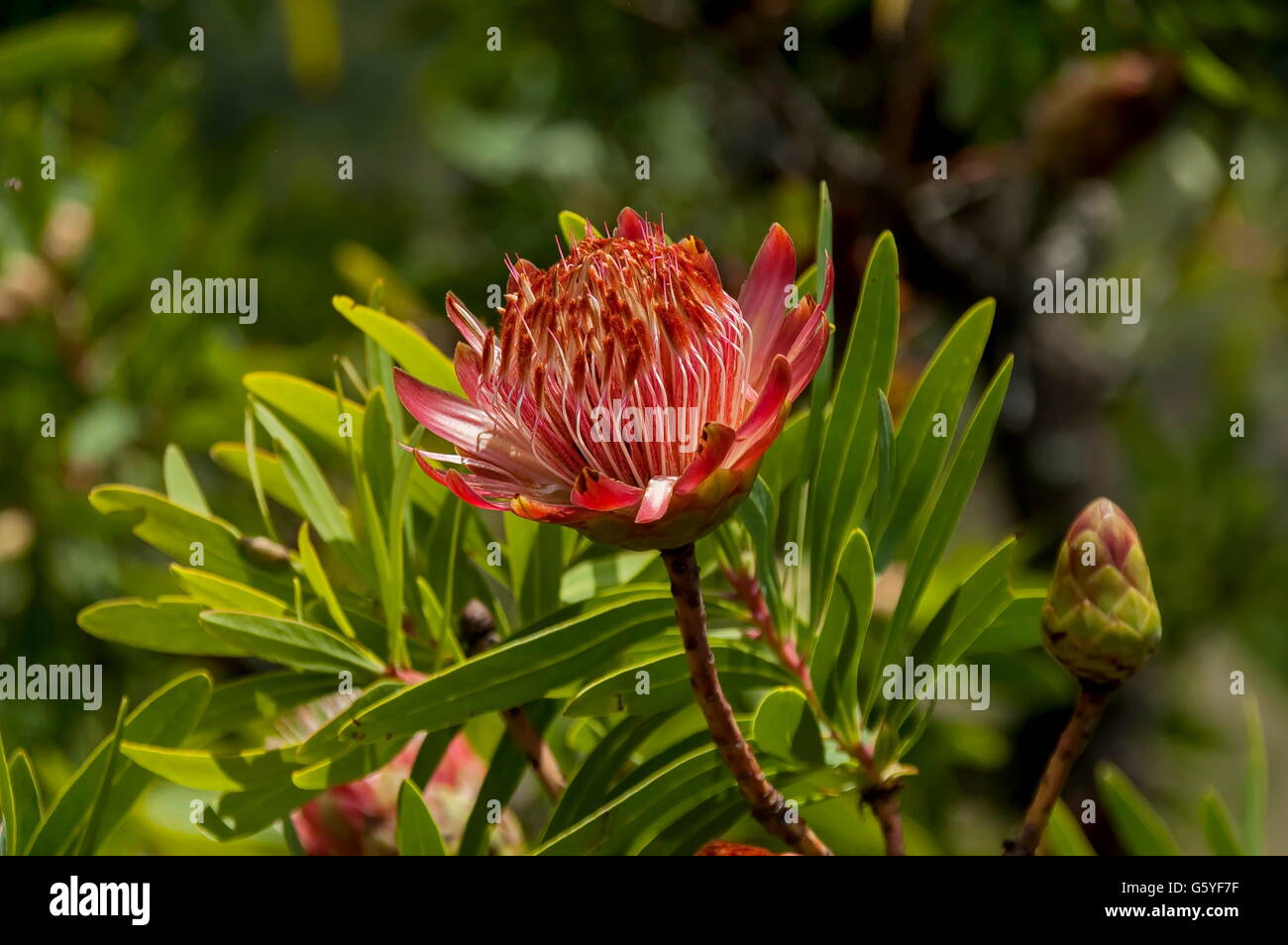 Protea flowers, South African flowering plants, sugarbushes Stock Photo