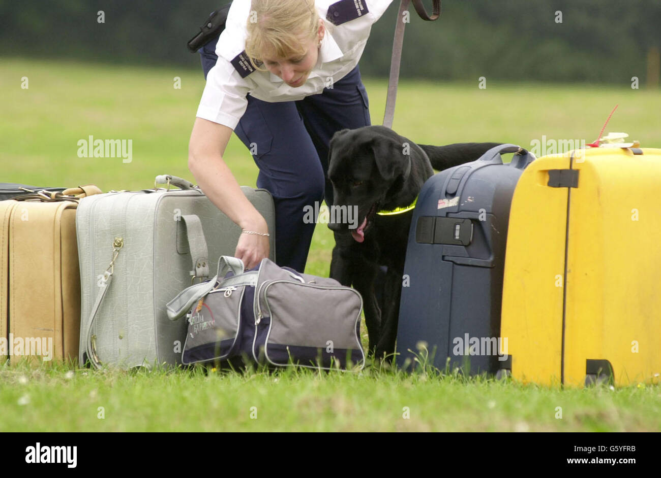 A one year old black labrador hi-res stock photography and images - Alamy